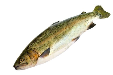 sea fish trout isolated on white backgroundの写真素材