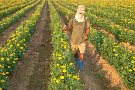Flower plant.の写真素材