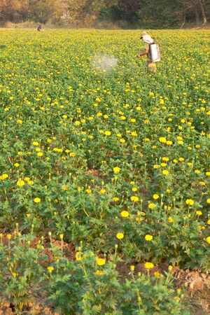 Flower plant.の写真素材