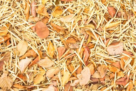 Fall leaves.の写真素材