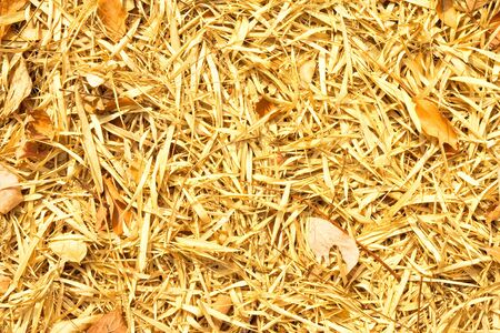 Fall leaves.の写真素材