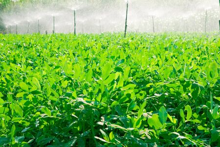 Watering plant in big farm in Thailand.の写真素材