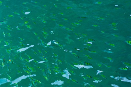 Fish in clear water of southern Thai sea