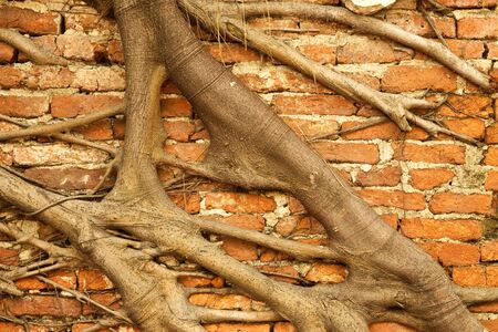 Brick wall under roots coveredの写真素材
