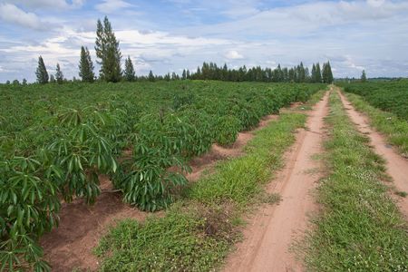 Cassava fieldの写真素材