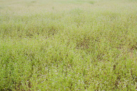 Tropical flower field