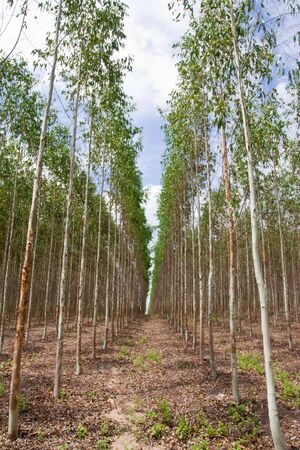Eucalyptus forest in Thailand, plant for paper industryの写真素材