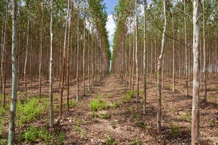 Eucalyptus forest in Thailand, plant for paper industry
