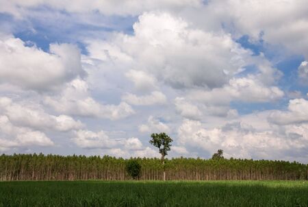 Eucalyptus forest in Thailand, plant for paper industryの写真素材