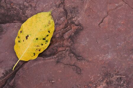 Yellow leaf on stone sufaceの写真素材