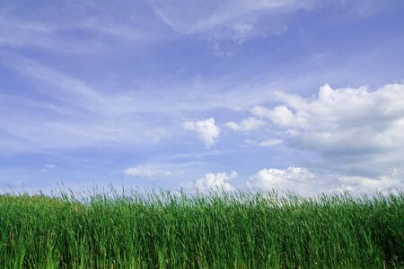 Grass field and blue skyの写真素材