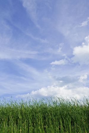 Grass field and blue skyの写真素材