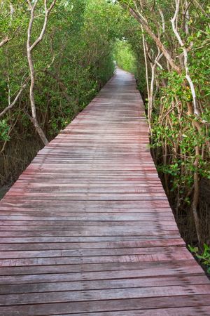 Wood bridge in mangrove forest, Thailandの写真素材