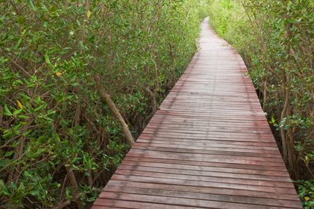 Wood bridge in mangrove forest, Thailandの写真素材