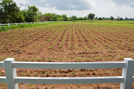 White fence in corn field