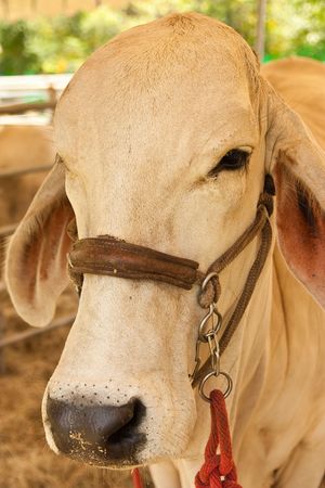 Good lineage cow