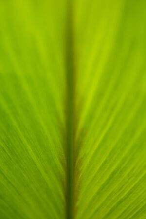 Tropical leaf textureの写真素材