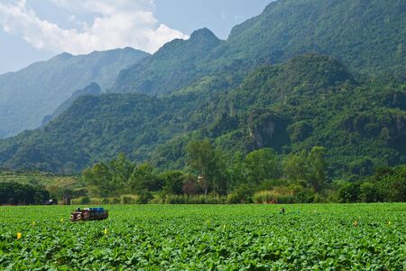 Tobacco planting in north of Thailandの写真素材