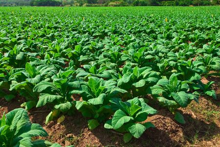 Tobacco planting in north of Thailandの写真素材