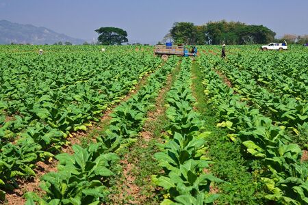 Tobacco planting in north of Thailandの写真素材