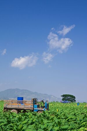 Tobacco planting in north of Thailandの写真素材