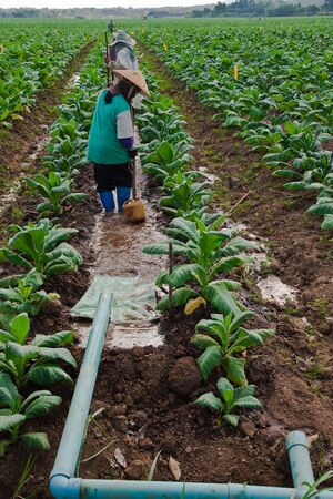 Irrigation in tobacco field in north of Thailandの写真素材