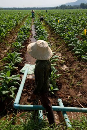 Irrigation in tobacco field in north of Thailandの写真素材