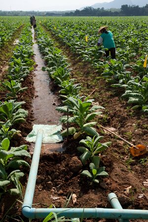 Irrigation in tobacco field in north of Thailandの写真素材