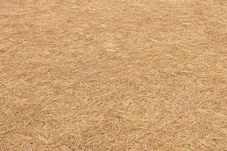 Dry grass fieldの写真素材