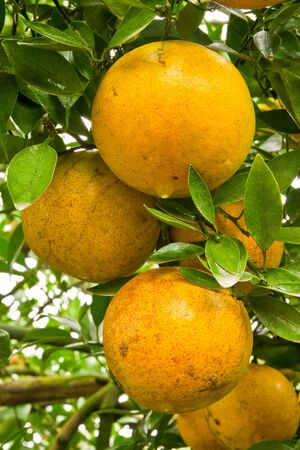 Orange garden in north of Thailandの写真素材