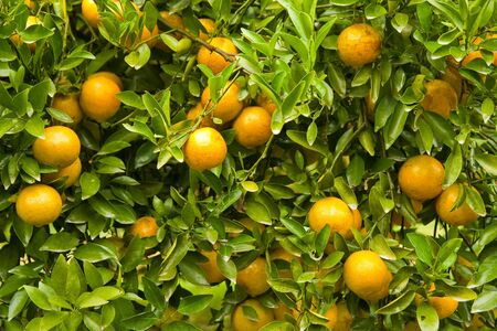 Orange garden in north of Thailandの写真素材