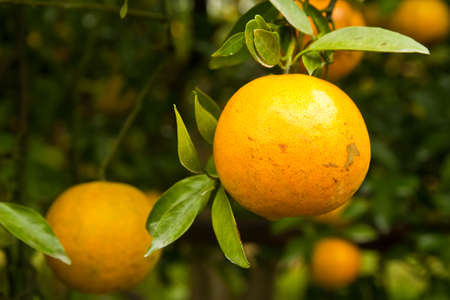 Oranges