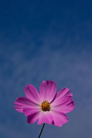 Flower taken from low angleの写真素材