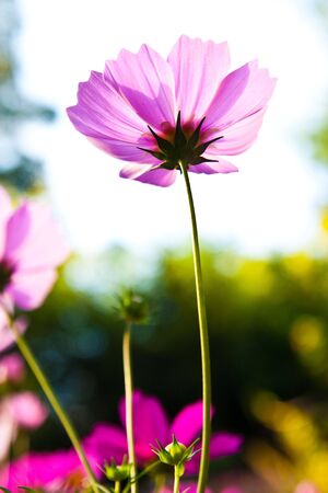 Flower taken from low angleの写真素材