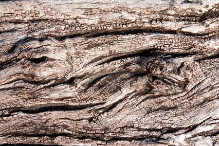 Texture of old teak woodの写真素材