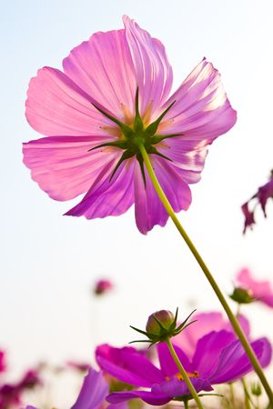 Flower taken from low angleの写真素材