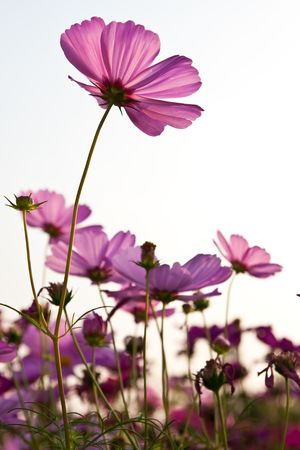 Flower taken from low angleの写真素材