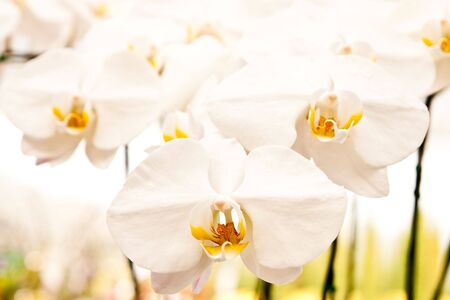 Orchidの写真素材
