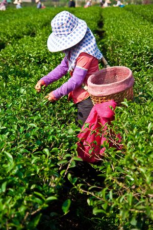 Tea leaves picking, north of Thailandの写真素材