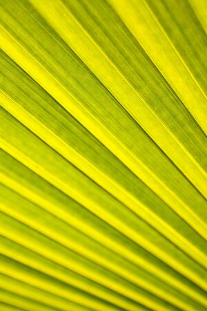 Tropical leaf textureの写真素材