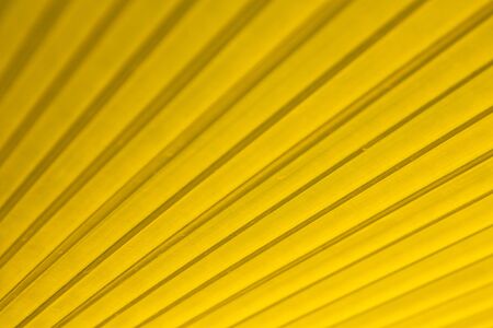 Tropical leaf textureの写真素材