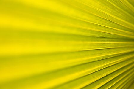 Tropical leaf texture