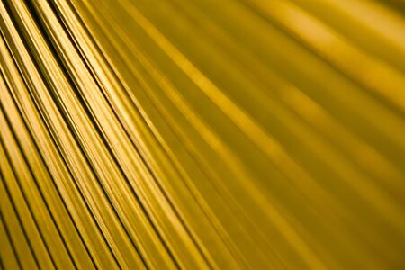 Tropical leaf textureの写真素材