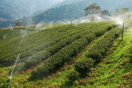 Tea planting in north of Thailandの写真素材