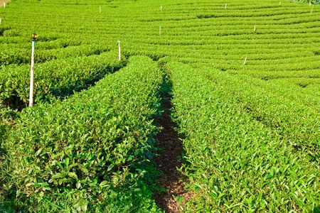 Tea planting in north of Thailandの写真素材