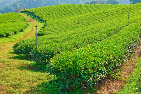 Tea planting in north of Thailandの写真素材