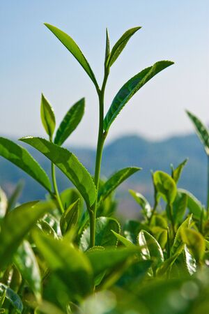 Young tea leavesの写真素材