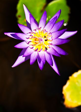 Lotusの写真素材