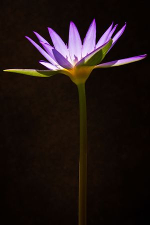Lotusの写真素材