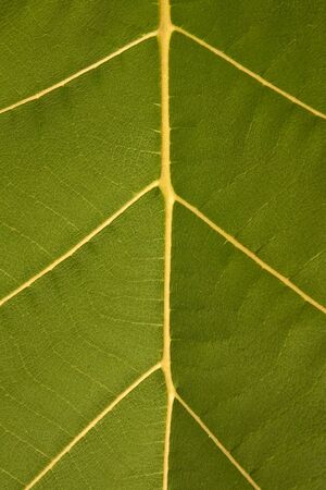 texture of teak wood leaf